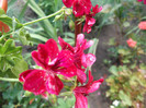 DSCF1360