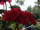 DSCF1375