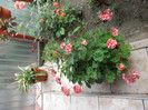 DSCF1381