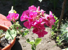 Picture 001