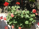 Picture 017