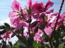 Picture 021