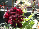 Picture 028