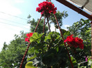 Picture 029