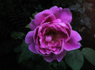 Picture 013