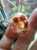 7 iulie 2012-flori 006