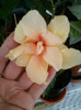7 iulie 2012-flori 018