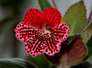 Kohleria Karisma  (GS)