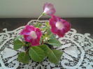 gloxinia 2012