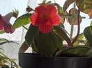 Kohleria