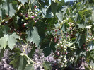 07072012 dunawska