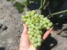 07072012 perletta