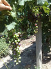 07072012 napoca