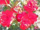 DSCN1602