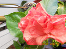 DSCN1606