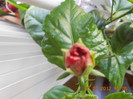 DSCN1607