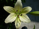 Lilium capucino alb-negru