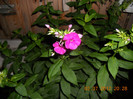 DSCN1588