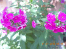 DSCN1597