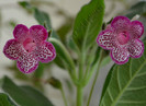 NEW - Kohleria Yfs Leah