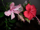 Hibiscus Dainty Pink si Surunam