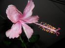 Hibiscus Dainty Pink