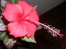 Hibiscus Surinam