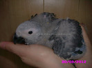 papagal jako african grey