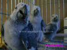 papagal jako african grey