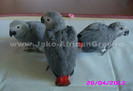 papagal jako african grey