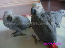 papagal jako african grey