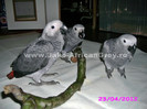 papagal jako african grey