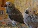 papagal jako african grey