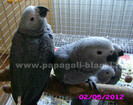 papagal jako african grey