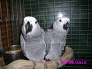 papagal jako african grey