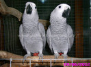 papagal jako african grey