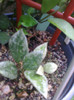lacunosa eschimo