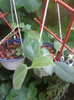 calycina