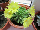 Flori Mammillaria.