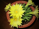 Flori Mammillaria