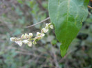 Polygonum convolvulus (2012, July 01)