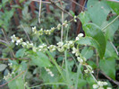 Polygonum convolvulus (2012, July 01)