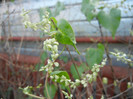 Black Bindweed (2012, July 01)