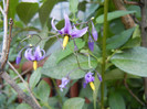 Solanum dulcamara (2012, July 02)