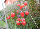 Solanum dulcamara (2012, July 06)