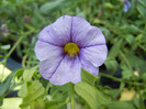 Calibrachoa Lavender (2012, July 03)