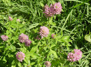 Trifolium pratense (2012, July 03)