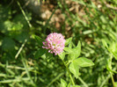 Trifolium pratense (2012, July 03)