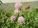 Trifolium pratense (2012, July 03)