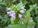 Red Deadnettle (2012, July 01)